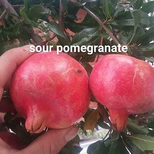 May include: Two ripe, red pomegranates with a slightly textured surface are shown. The fruit is attached to a green leafy branch. The text "sour pomegranate" is written in white across the top of the image.