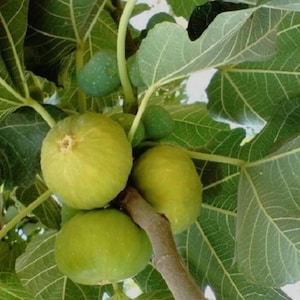 Fig Plants - 3 Rootless White Orak Fig Cuttings