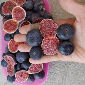 Könnte beinhalten: Eine rosa Schale voller frischer Feigen, einige ganz und andere halbiert, um ihr rotes Inneres zu zeigen. Die Feigen sind tiefviolett, mit ein paar in einer Hand.