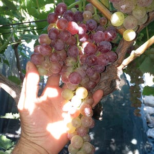 Videira - Videira sem raízes - 4 mudas de uvas sem sementes Earley Pink