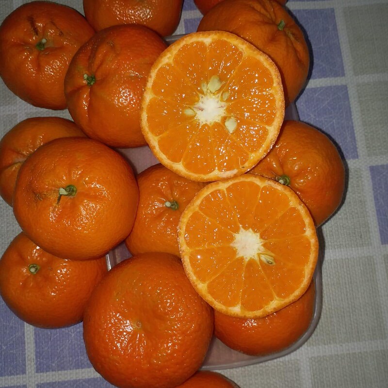 Grafted Fruit Trees Etsy New Zealand