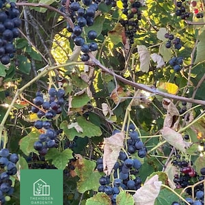Isabella Grape Tree 4 Cuttings *Vitis Labrusca*