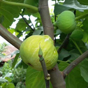 Feigenbaum Stecklinge -10 VIELZAHL 20 Frische wurzellose Stecklinge
