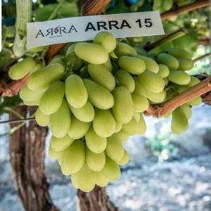 Könnte beinhalten: Eine Traube grüner Trauben hängt an einem Weinstock. Die Trauben sind oval und hellgrün. Ein Schild über den Trauben trägt die Aufschrift "ARRA ARRA 15". Der Hintergrund zeigt eine verschwommene Ansicht eines Weinbergs.