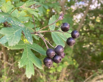 Schwarzer Weißdorn Obstbaum 100 Samen *Crataegus pentagyna*