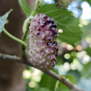 Könnte beinhalten: Nahaufnahme einer reifen Maulbeere an einem Ast. Die Frucht zeigt eine Mischung aus Weiß und tiefem Lila mit einer strukturierten Oberfläche. Grüne Blätter und ein verschwommener Hintergrund vervollständigen die natürliche Szene.