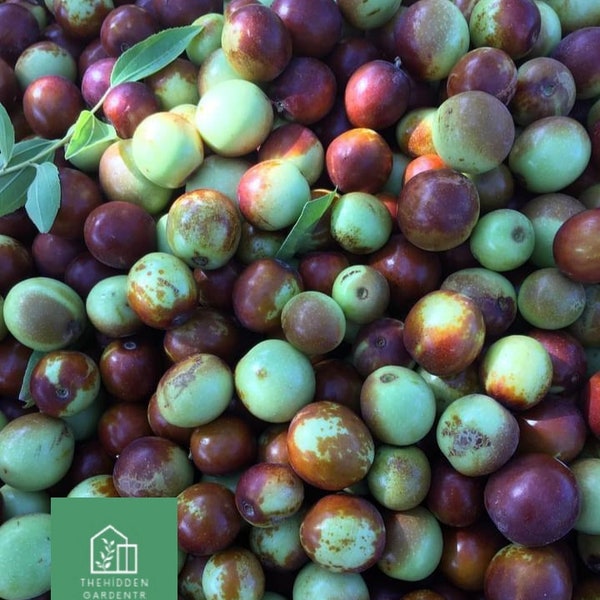 Jujube, Jujube Fruits Tree 30 Graines *Ziziphus Jujuba*