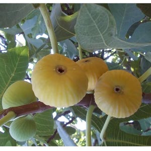 Könnte beinhalten: Nahaufnahme von reifen Feigen an einem Ast. Die Feigen haben eine hellgelbe Farbe mit einer kleinen Öffnung an der Oberseite. Grüne Blätter und unreife Feigen sind ebenfalls im Hintergrund zu sehen. Das Bild fängt die natürliche Schönheit der Frucht ein.