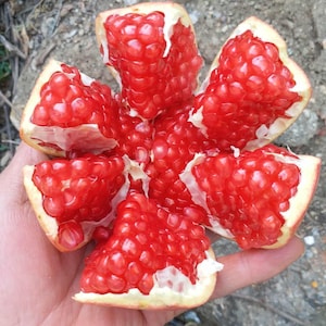 Könnte beinhalten: Nahaufnahme einer geöffneten Granatapfel, die leuchtend rote Samen zeigt. Die Frucht ist in Segmente unterteilt, wobei jeder Abschnitt mit saftigen, rubinroten Arils gefüllt ist. Die äußere Schale ist blassgelb-rot.