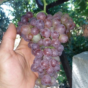 Videira - Videira com raízes - 3 plantas de uvas sem sementes Earley Pink