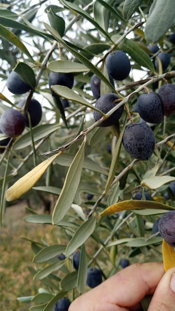 Kalamata Olive, Groe Olive, Esel Olivenbaum 30 Samen *Olea europaea* -  Etsy sterreich