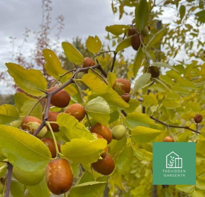 Jujube, Jujube Fruits Tree 30 Seeds ziziphus Jujuba Etsy Canada