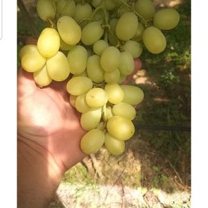 May include: A bunch of ripe, pale green grapes held in a hand. The grapes are oval-shaped and clustered together on a vine, with a few leaves visible in the background. The image is taken outdoors in natural light.