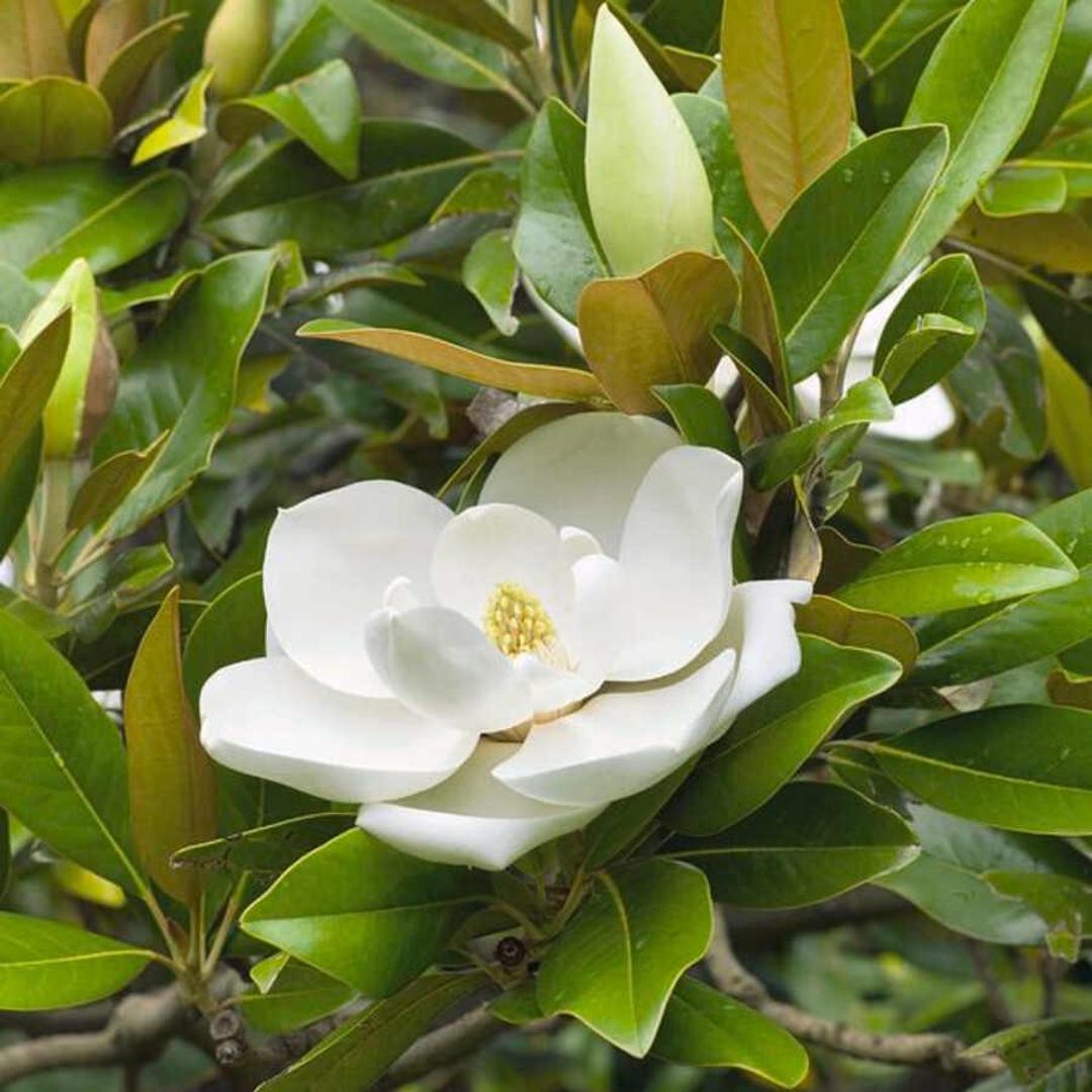 Magnolia bloemen boom 20 zaden * Magnolia Grandiflora * - Etsy België, image size:1080x1080