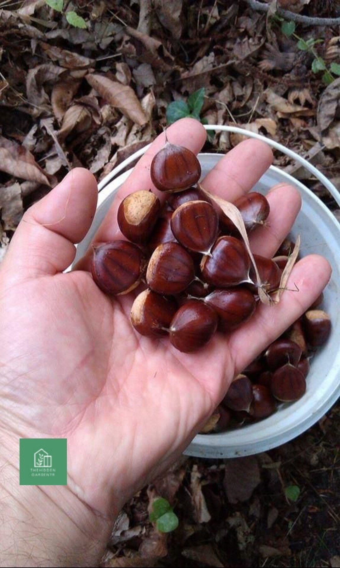 Castaño Anatomisi, Castaño dulce 20 semillas /Castanea sativa/ - Etsy ...