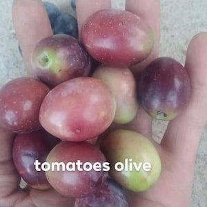 Könnte beinhalten: Nahaufnahme einer Hand, die eine Auswahl an Oliven hält. Die Oliven sind eine Mischung aus grün und lila, einige haben einen rötlichen Farbton. Die Oliven sind in einem Haufen angeordnet, und die Hand hält sie entspannt. Der Text "tomatoes olive" ist im Bild sichtbar.