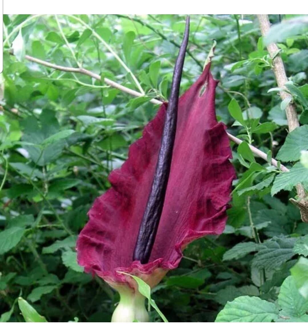 Dragon Ranunculus Dragon Arum - Dracunculus Vulgaris 50 Fresh Seeds - Etsy