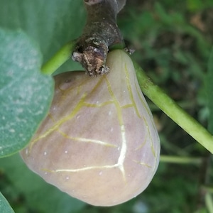 Könnte beinhalten: Nahaufnahme einer reifen Feige, die an einem Ast hängt. Die Feige hat eine blassgelb-braune Farbe mit einem Netzwerk aus hellgelben Adern auf ihrer Oberfläche. Grüne Blätter und Stiele sind im Hintergrund zu sehen.