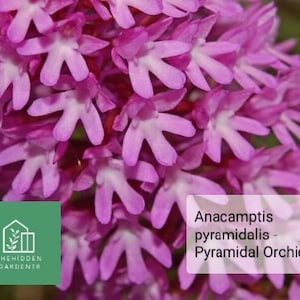 Pyramidal Orchid Flowers 5 Bulbs *Anacamptis pyramidalis*