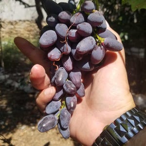Grape Vine - Rooted Grape Vine - 5 Witch Finger Grapes Plants