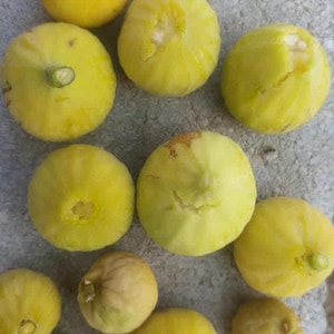 Könnte beinhalten: Draufsicht auf mehrere reife, gelbe Feigen mit leicht ovaler Form. Einige Feigen haben einen grünen Stiel, andere weisen leichte Unvollkommenheiten auf. Die Feigen sind auf einer strukturierten, grauen Oberfläche angeordnet.