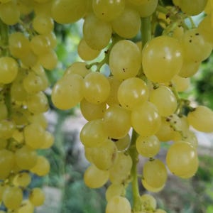 Grape Vine - Rootless Grape Vine - 4 Sultana Seedless Grapes Cuttings