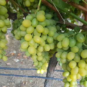 Grape Vine Cuttings - Rootless Grape Vine Cuttings - 4 Muscatel Grapes Cuttings