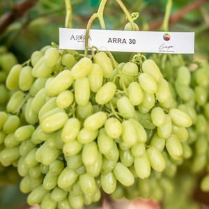 Raisins sans pépins Arra 30 gouttes de sucre Arra - 5 morceaux de jeunes arbres enracinés