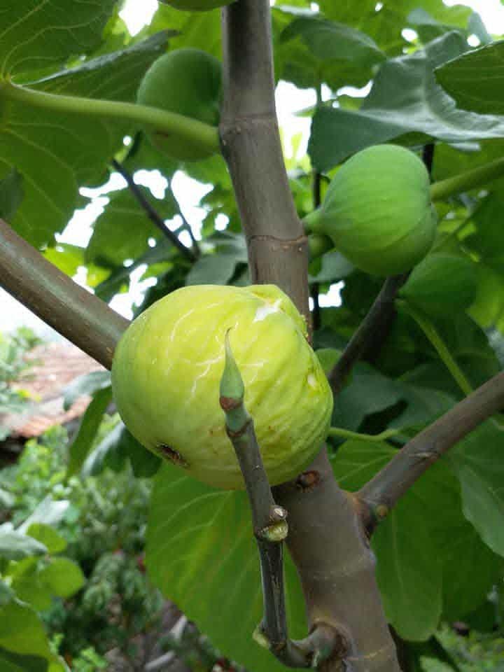 Yellow long neck fig - Etsy 日本