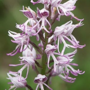 モンキーオーキッドフラワー 4球根 Orchis simia