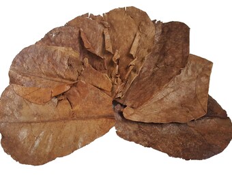 10x Indian Almond Leaves