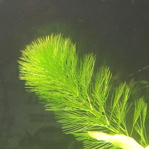 Milfoil- Aquatic Shrimp Plants Fish Tank Aquarium