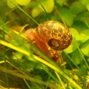 Ram Horn Snail - Aquarium Cleaner Aquatic Snail