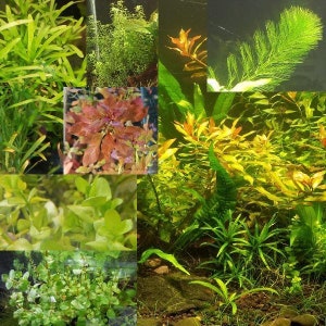 Random Value Plant Combo 15+ plants- Aquatic Shrimp Plants Fish Tank Aquarium