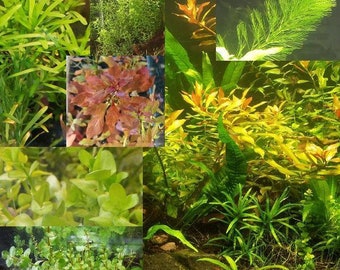 Random Value Plant Combo 15+ plants- Aquatic Shrimp Plants Fish Tank Aquarium