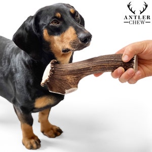 May include: A black and tan dachshund dog looking at a brown antler chew toy held by a hand. The antler chew toy is from Antler Chew.