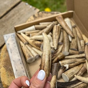 May include: A close-up of a single antler point, light brown with darker brown markings, held in a hand. The antler point is approximately 10 cm long. The background is a box filled with many antler points of various sizes and shapes.