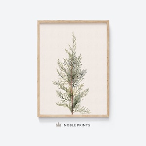 Vintage Pine Tree Print, Printable, Winter Botanical Print, Holiday Wall Art, Christmas Wall Art, Instant Download