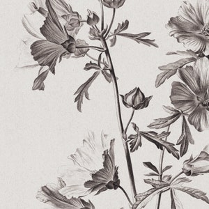 Puede incluir: Una ilustraci&oacute;n bot&aacute;nica en blanco y negro de una planta con flores de p&eacute;talos y hojas delicados.