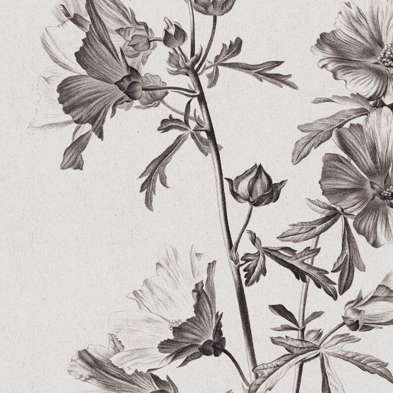 Puede incluir: Una ilustraci&oacute;n bot&aacute;nica en blanco y negro de una planta con flores de p&eacute;talos y hojas delicados.