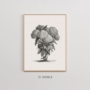 Op de afbeelding: Zwart-witte lijntekening van een hortensia met meerdere bloemen. De print is ingelijst in een eenvoudige, lichte houten lijst.