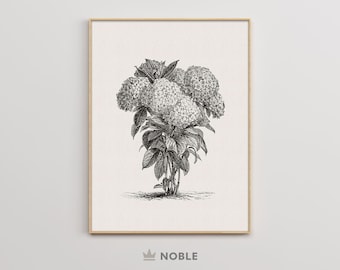 Vintage Hydrangea Print, Flower Drawing Print, Neutral Wall Art, Botanical Sketch Print, Nature Wall Print, Digital Printable Download DR50