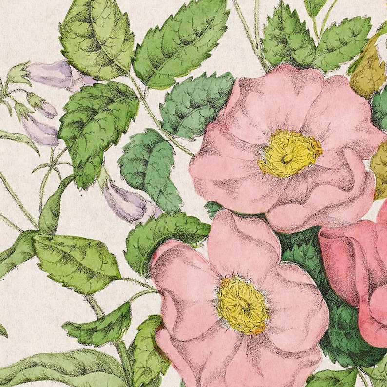 K&ouml;nnte beinhalten: Eine Vintage-botanische Illustration mit rosa Rosen mit gelben Zentren und gr&uuml;nen Bl&auml;ttern. Die Blumen sind in einem zarten Aquarellstil dargestellt.