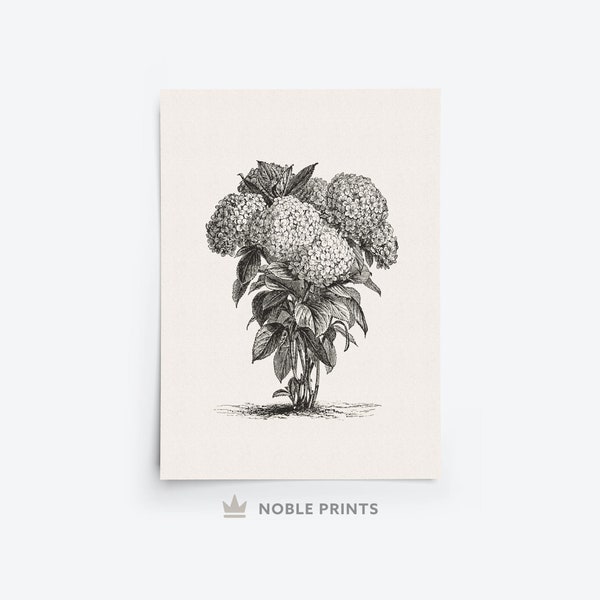 Vintage Hydrangea Print, Neutral Wall Art, Botanical Print, Sketch, Digital Printable Download