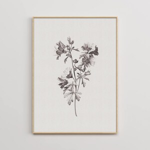 Puede incluir: Una ilustraci&oacute;n bot&aacute;nica en blanco y negro de una flor con p&eacute;talos y hojas delicados.