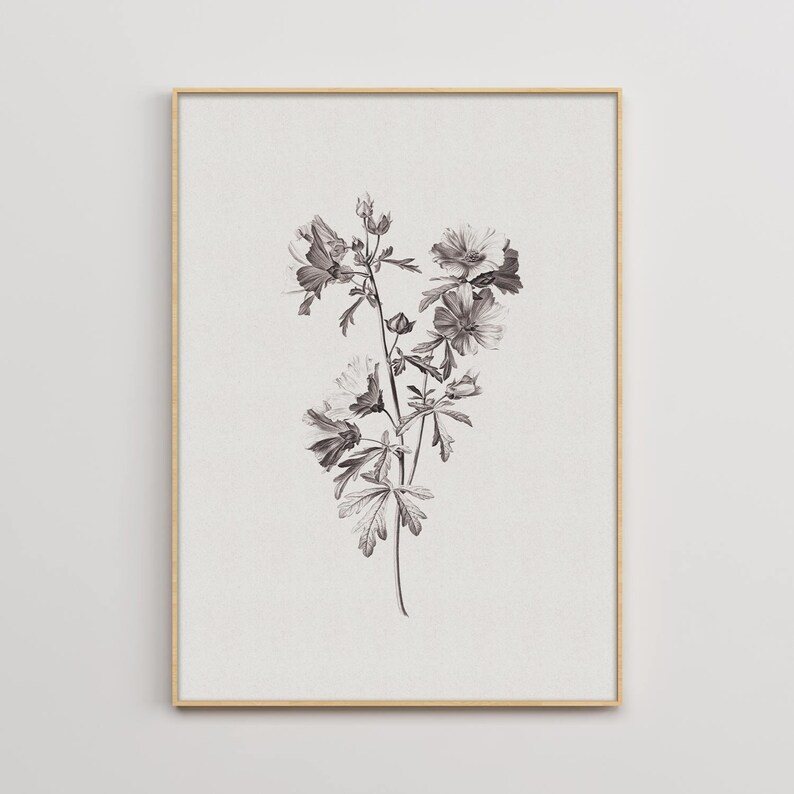 Puede incluir: Una ilustraci&oacute;n bot&aacute;nica en blanco y negro de una flor con p&eacute;talos y hojas delicados.