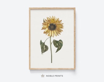 Vintage Sunflower Art Print | Antique Sunflower Drawing Poster | Farmhouse Wall Art | Botanical Printable Art | Digital Download