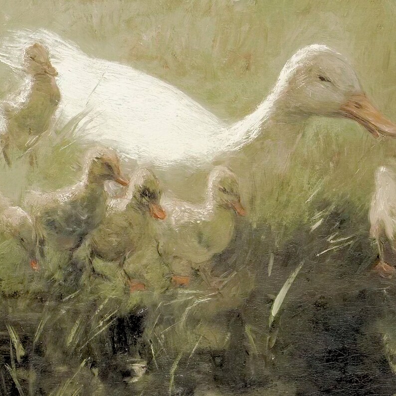 K&ouml;nnte beinhalten: Eine wei&szlig;e Ente mit einer Gruppe von Entenk&uuml;ken in einem grasbewachsenen Gebiet. Die K&uuml;ken sind alle in die gleiche Richtung ausgerichtet, und die Mutterente schaut sie an.