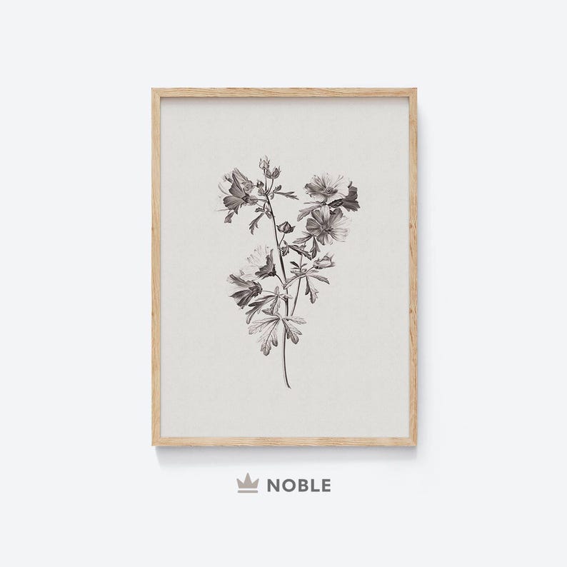 Puede incluir: Una ilustraci&oacute;n bot&aacute;nica en blanco y negro de una flor con p&eacute;talos y hojas delicados. La imagen est&aacute; enmarcada en un marco de madera claro.