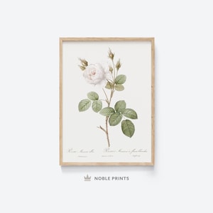 Impresión artística de rosa blanca vintage / Arte imprimible / Impresión artística de rosas / Póster botánico antiguo / Descarga instantánea